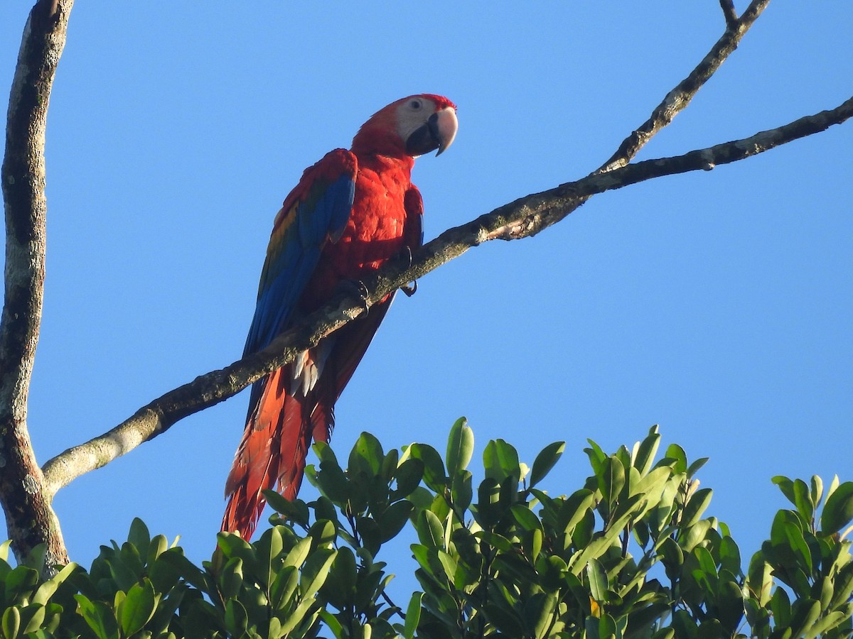 Scarlet Macaw - ML642179815