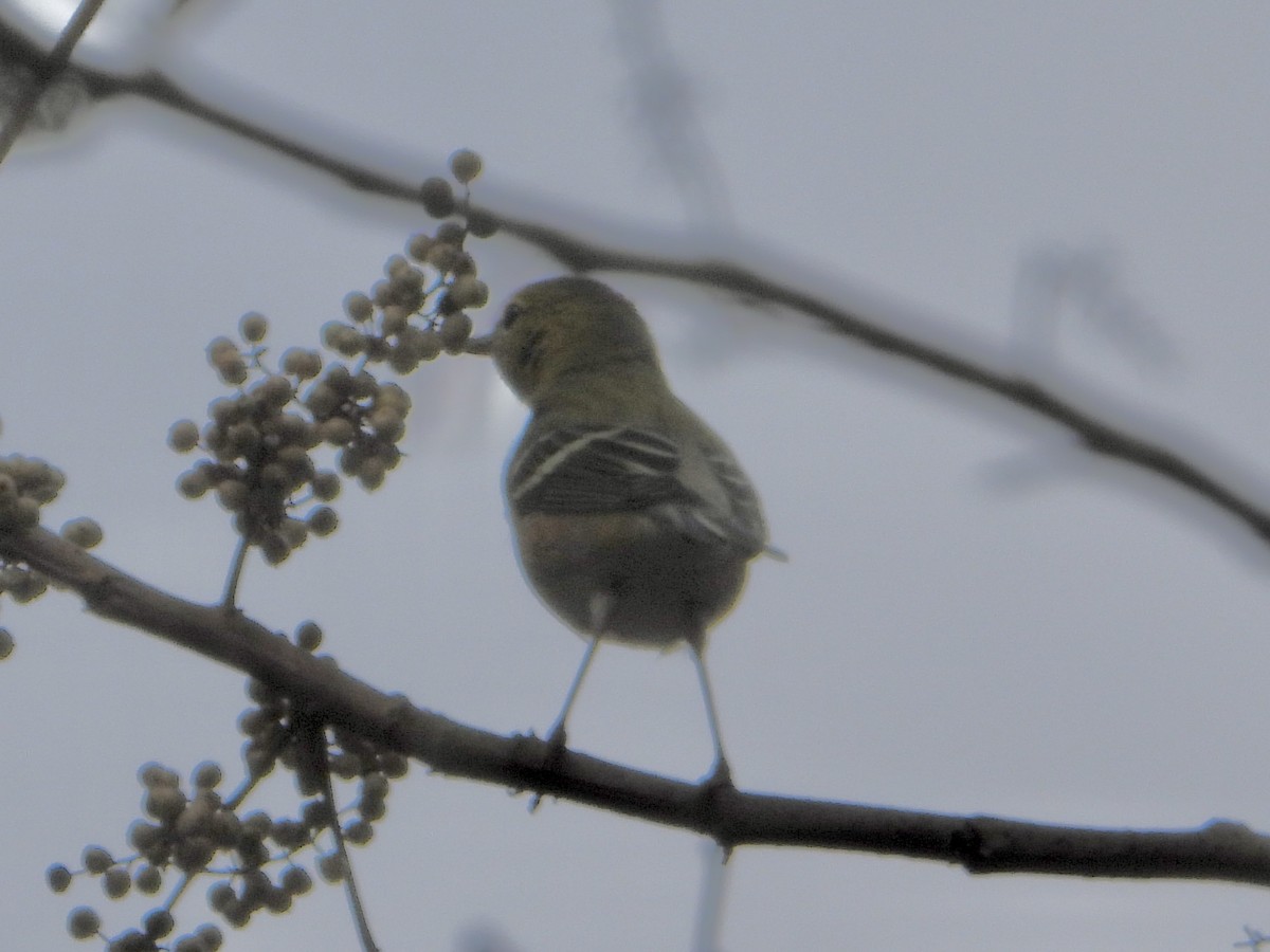 Bay-breasted Warbler - ML642179816