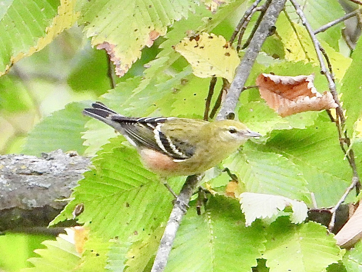 Bay-breasted Warbler - ML642179817