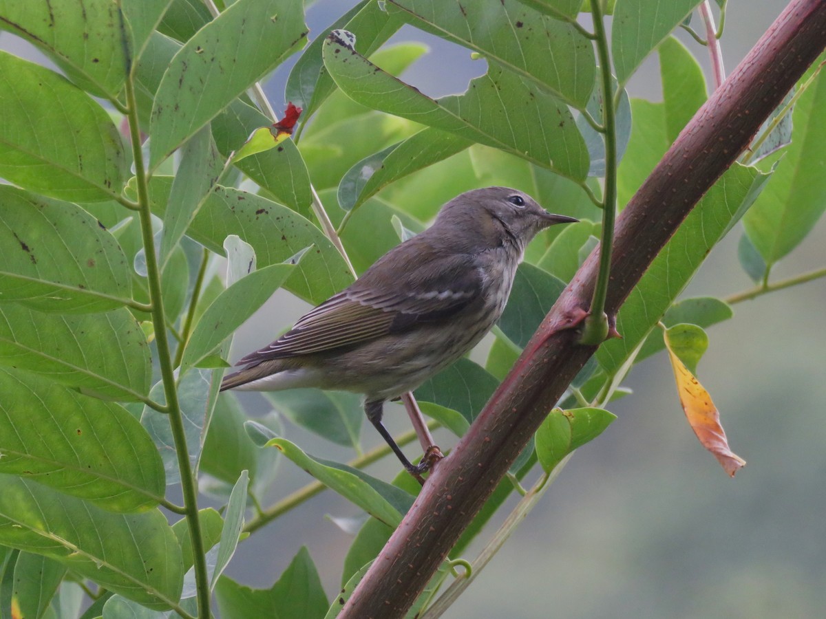 Cape May Warbler - ML642179818