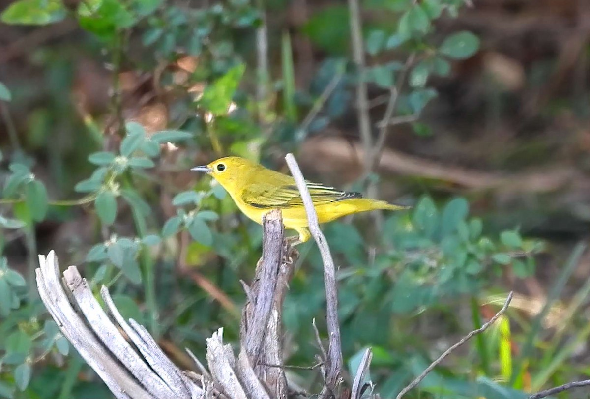 Yellow Warbler - ML642179819