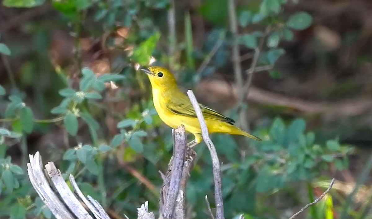 Yellow Warbler - ML642179820
