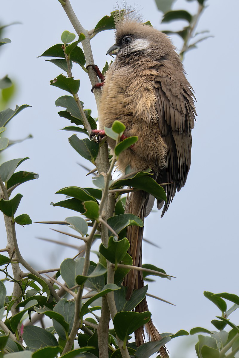 Speckled Mousebird - ML642179821
