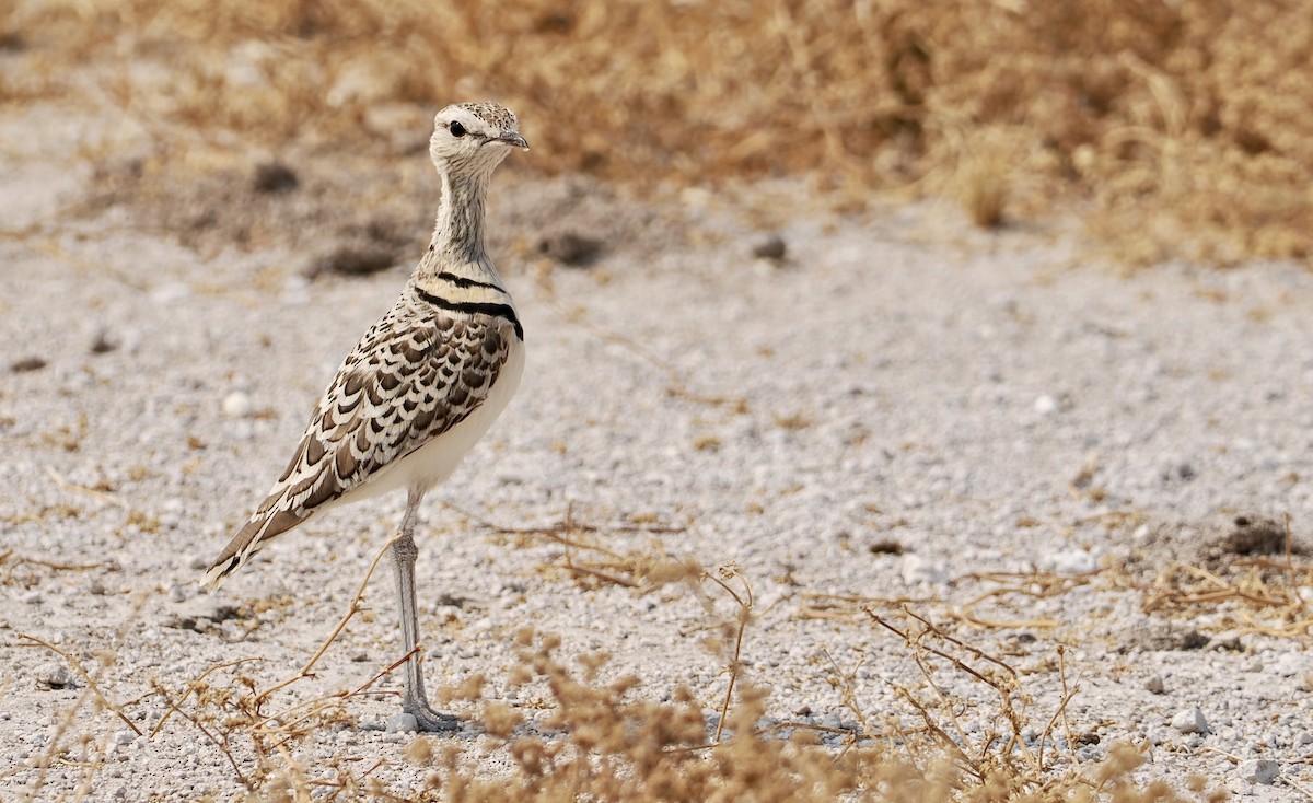 Double-banded Courser - ML642179823