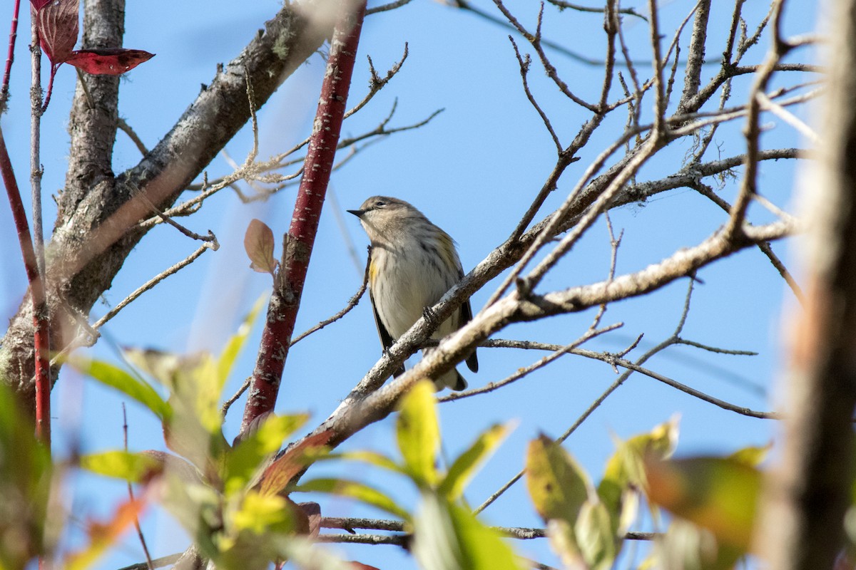 Yellow-rumped Warbler - ML642179825