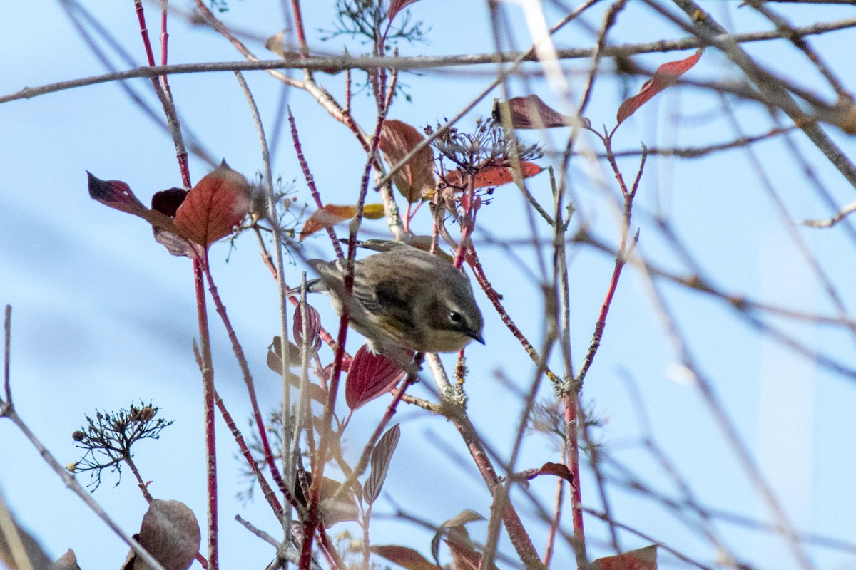 Yellow-rumped Warbler - ML642179826