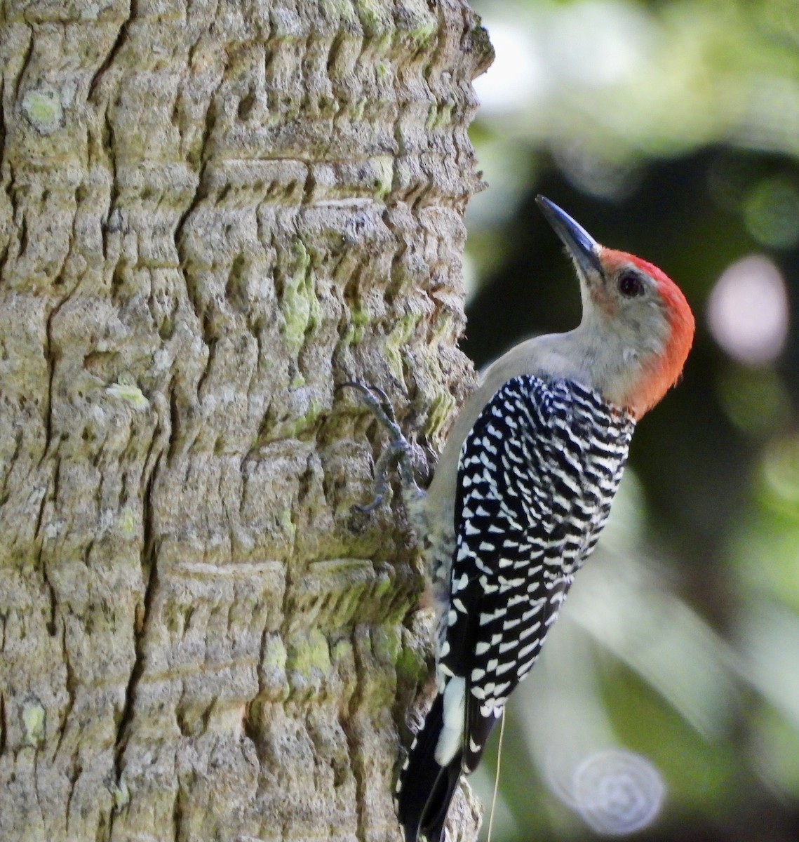 Red-bellied Woodpecker - ML642179828