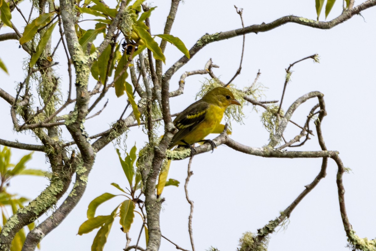 Western Tanager - ML642179835