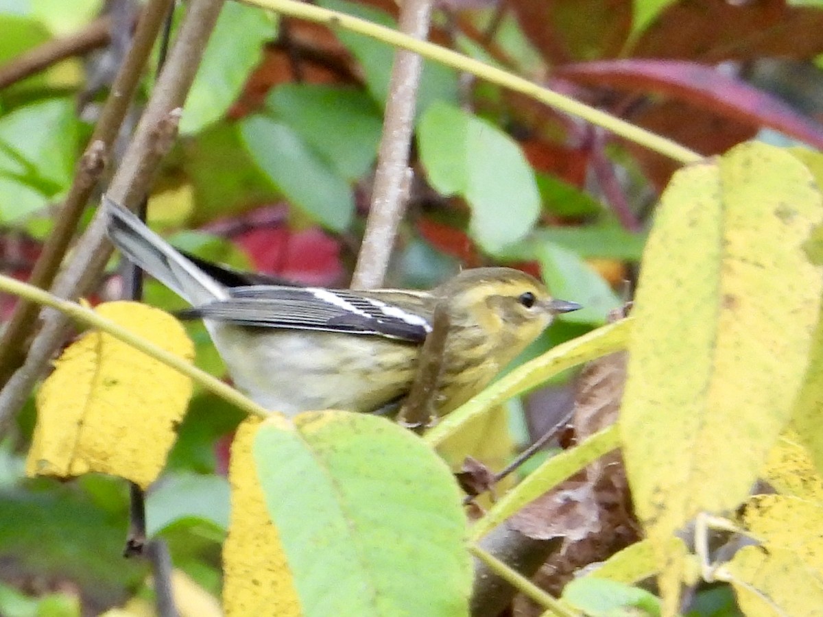 Blackburnian Warbler - ML642179841