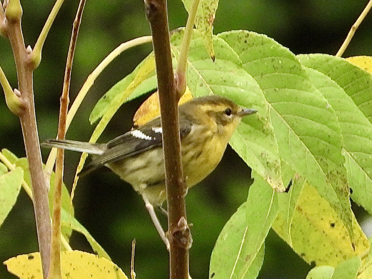 Blackburnian Warbler - ML642179842