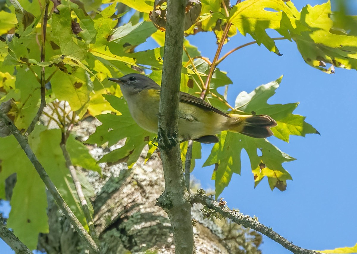 American Redstart - ML642179843
