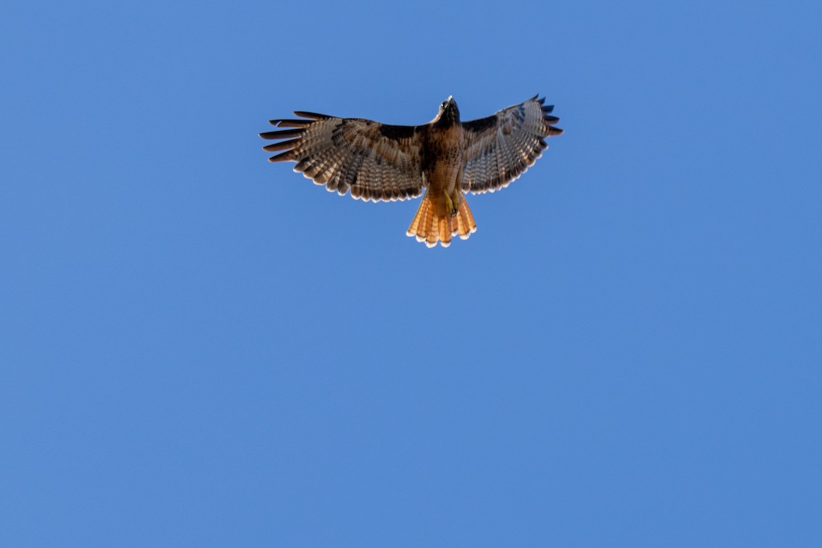 Rotschwanzbussard - ML642179847