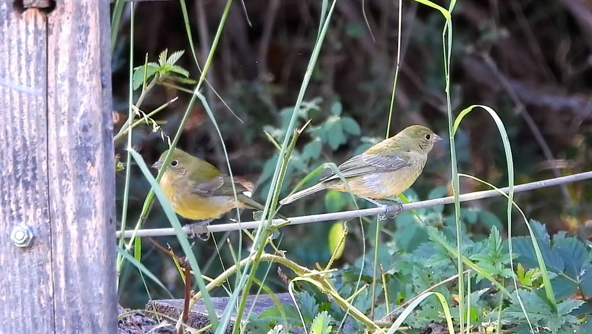 Painted Bunting - ML642179848