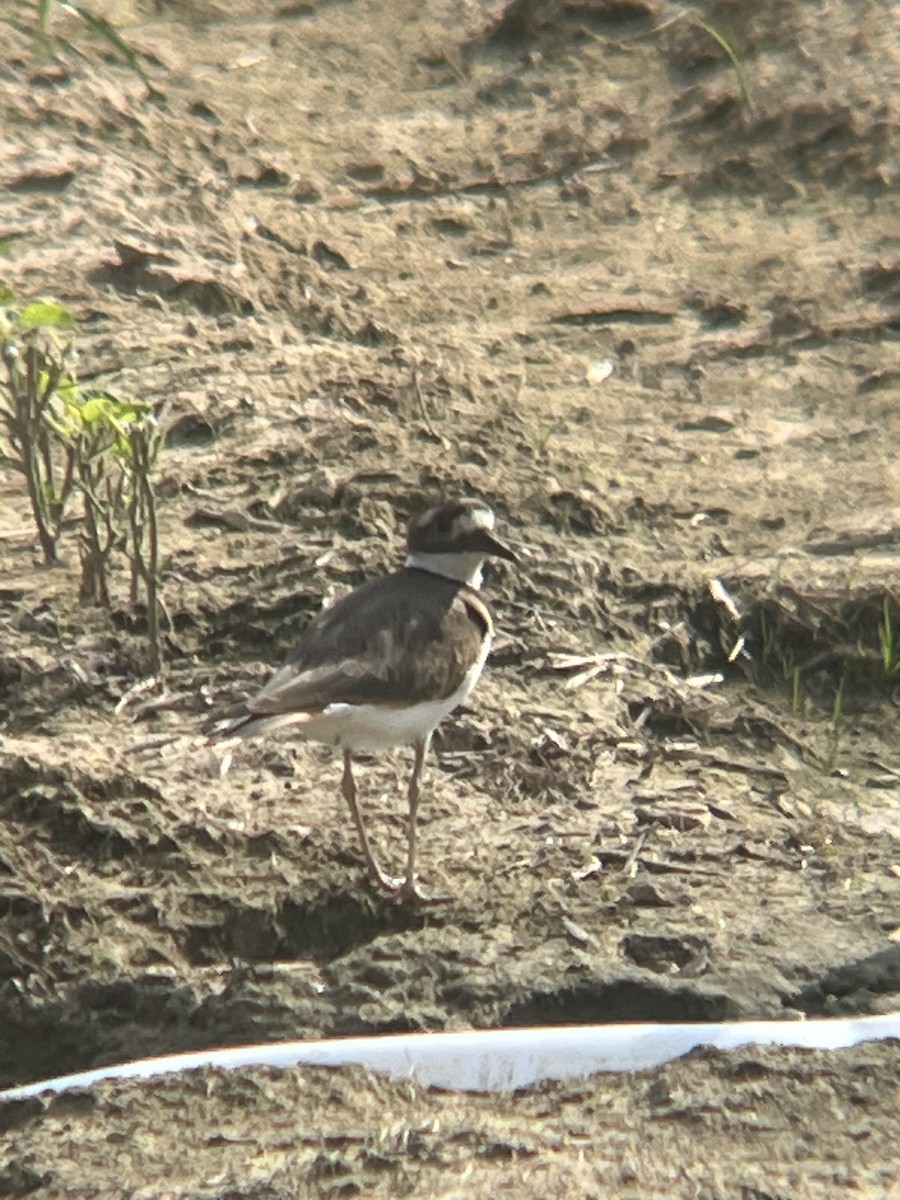 kulík rezavoocasý - ML642179857