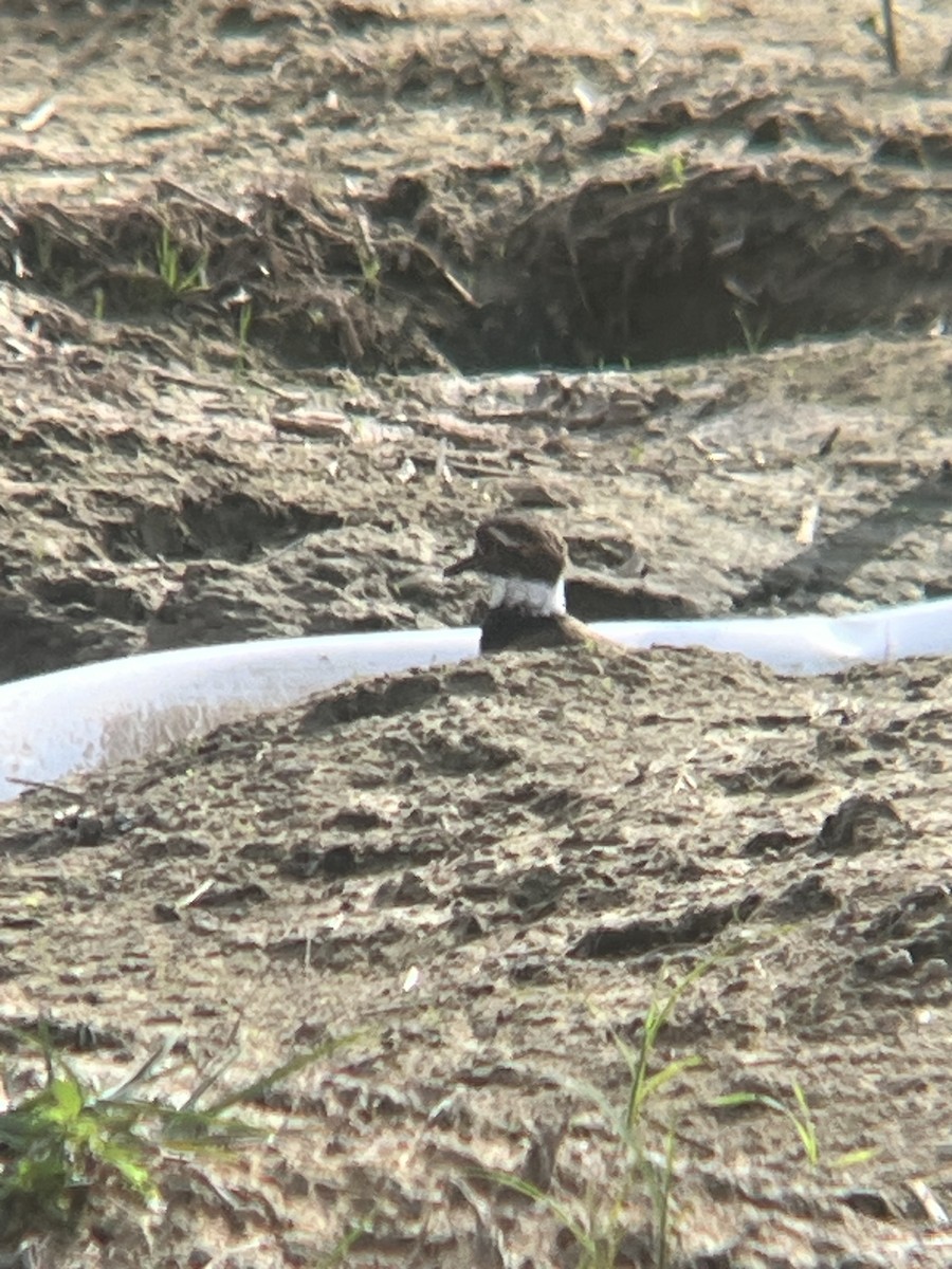 kulík rezavoocasý - ML642179858