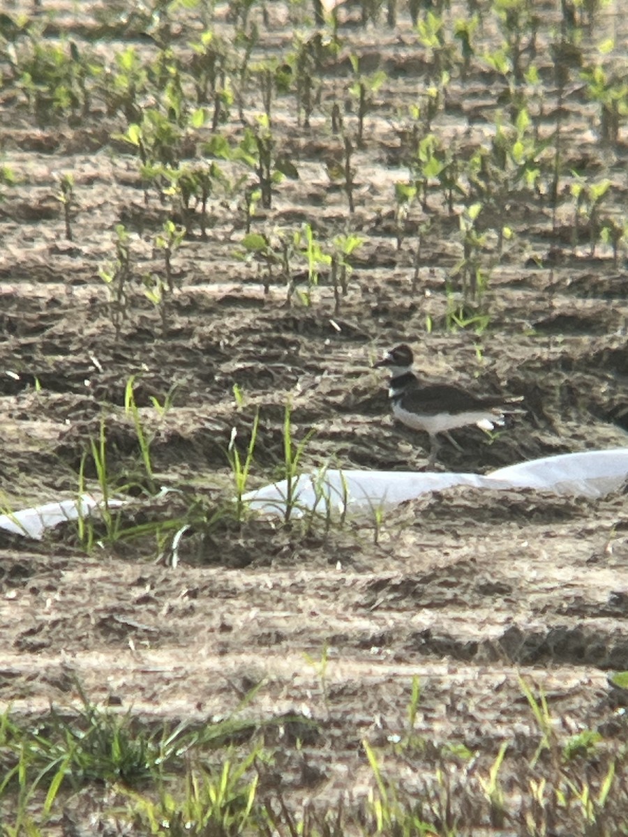 kulík rezavoocasý - ML642179859