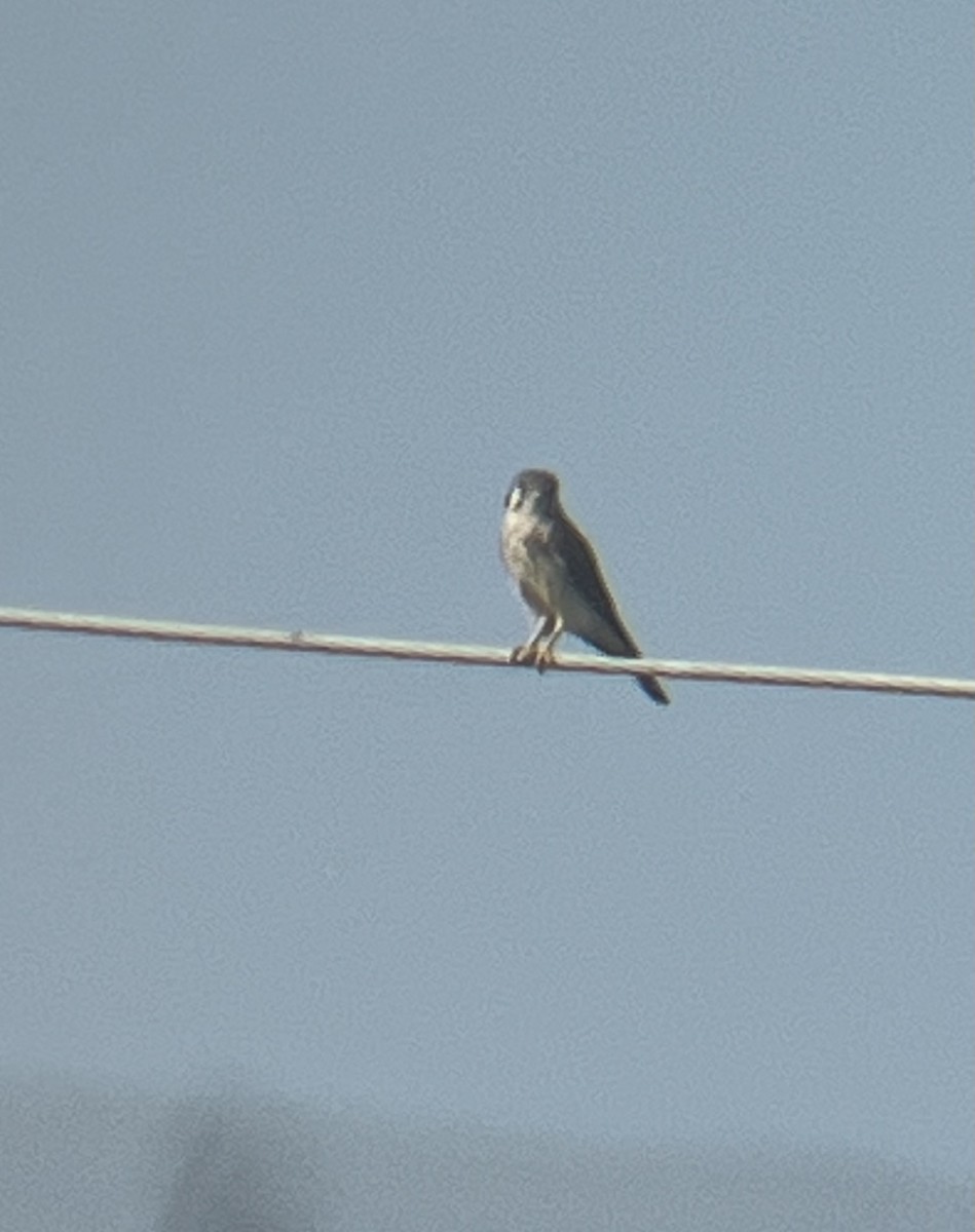 poštolka pestrá - ML642179863