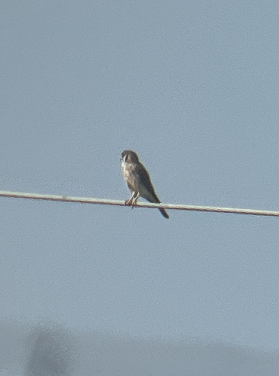 poštolka pestrá - ML642179864