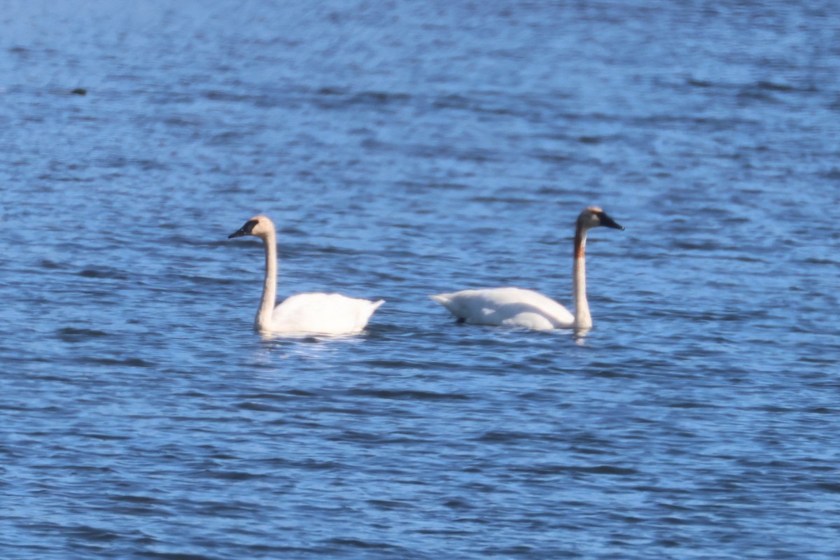 Trumpeter Swan - ML642179873