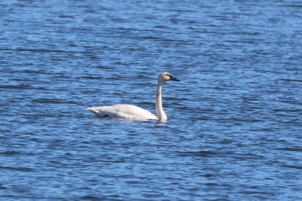 Trumpeter Swan - ML642179874