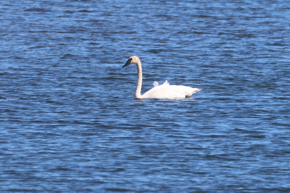 Trumpeter Swan - ML642179875