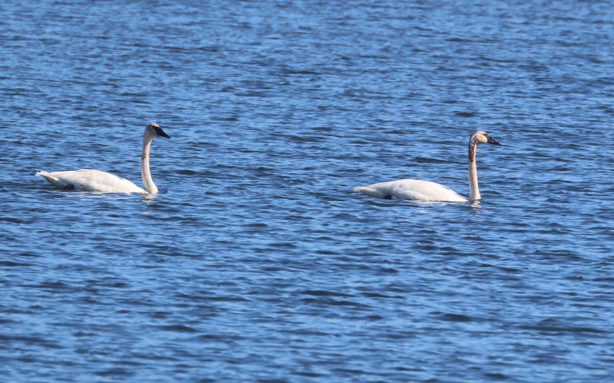 Trumpeter Swan - ML642179876