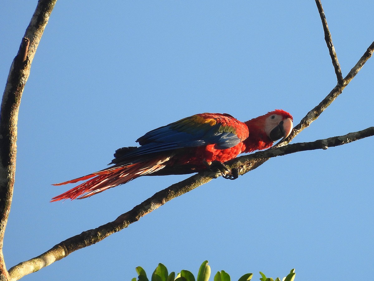 Scarlet Macaw - ML642179895