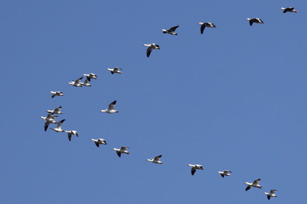 Ross's Goose - ML642179906