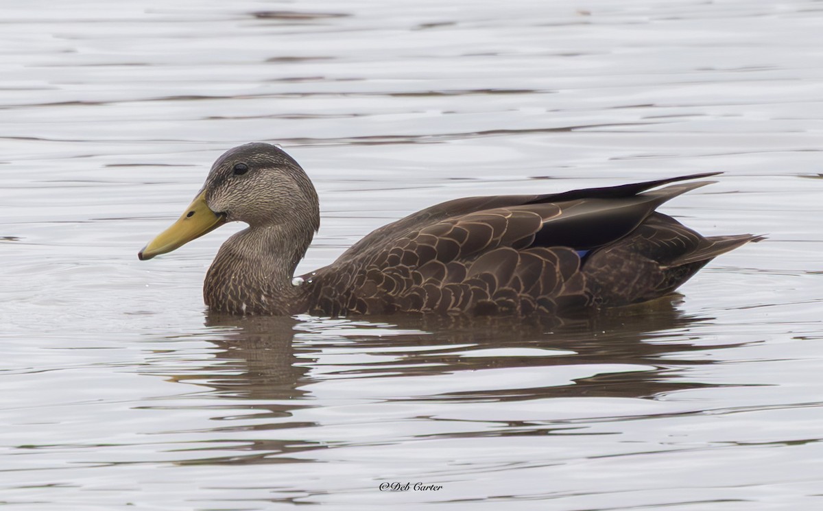 American Black Duck - ML642179914