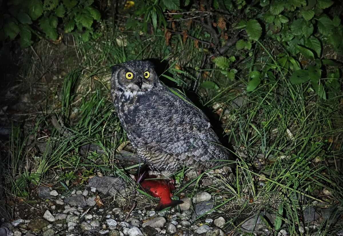 Hontz virginiarra - ML642179915