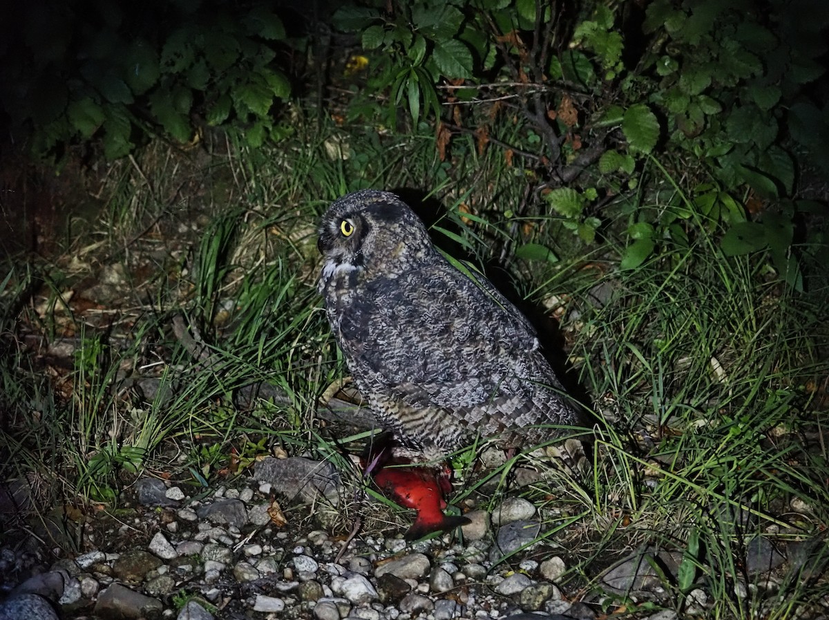 Hontz virginiarra - ML642179916