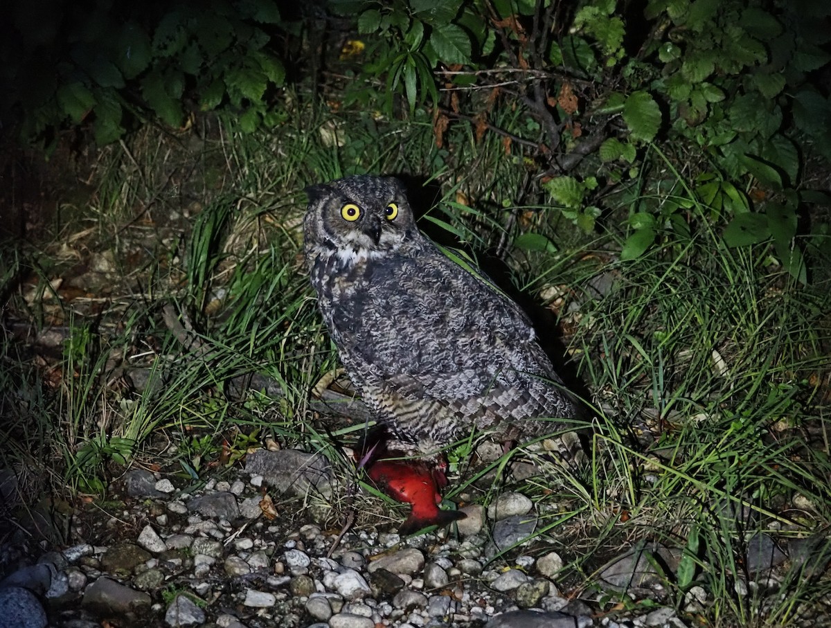 Hontz virginiarra - ML642179917