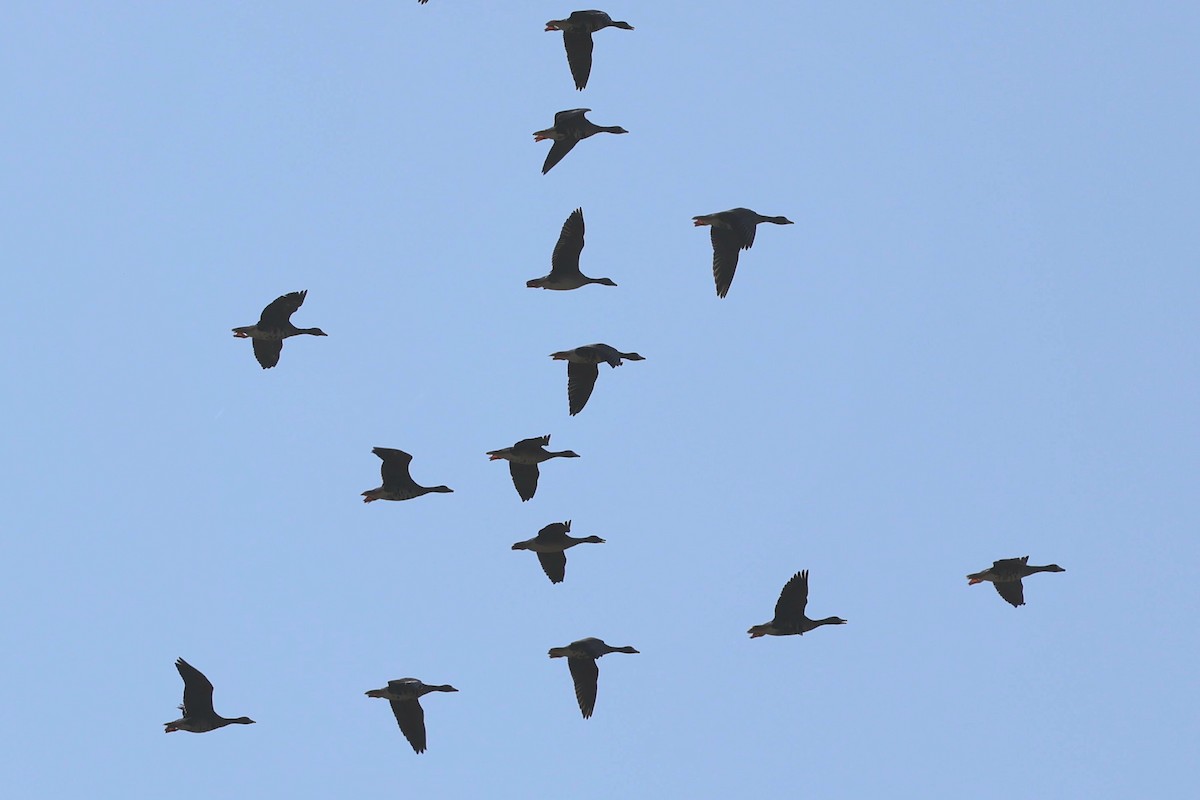 Greater White-fronted Goose - ML642179919