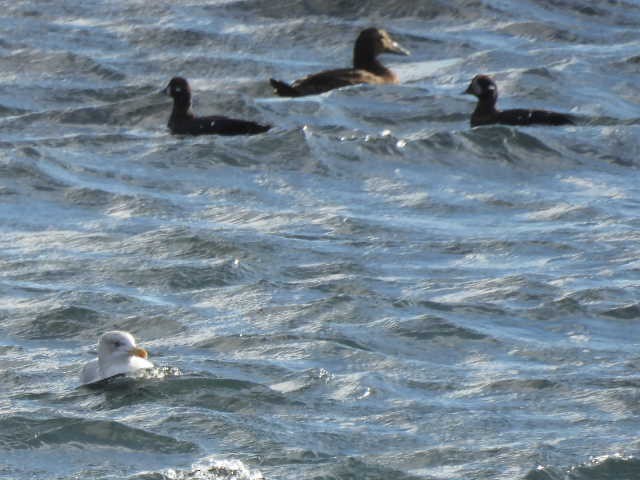Common Eider - ML642179921