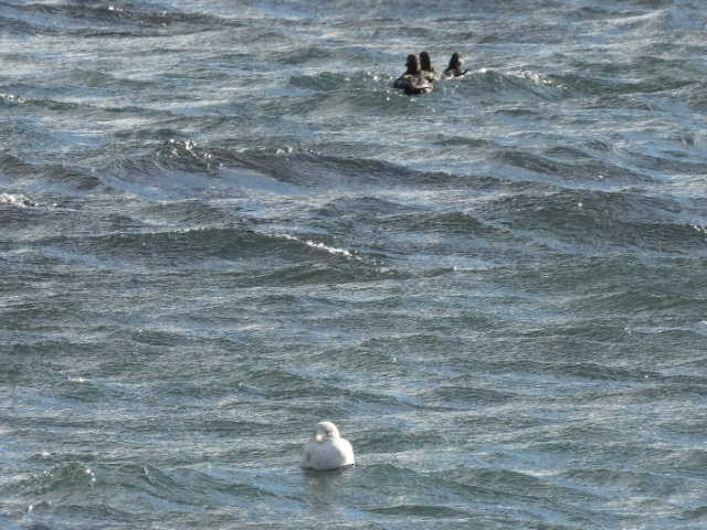 Common Eider - ML642179922