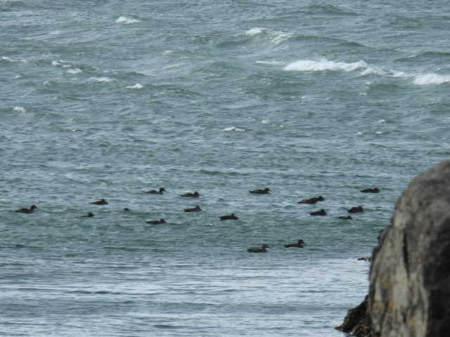 Common Eider - ML642179924