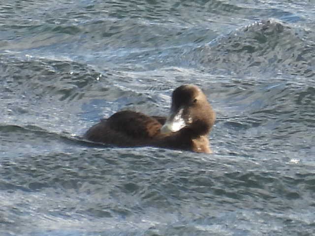 Common Eider - ML642179925