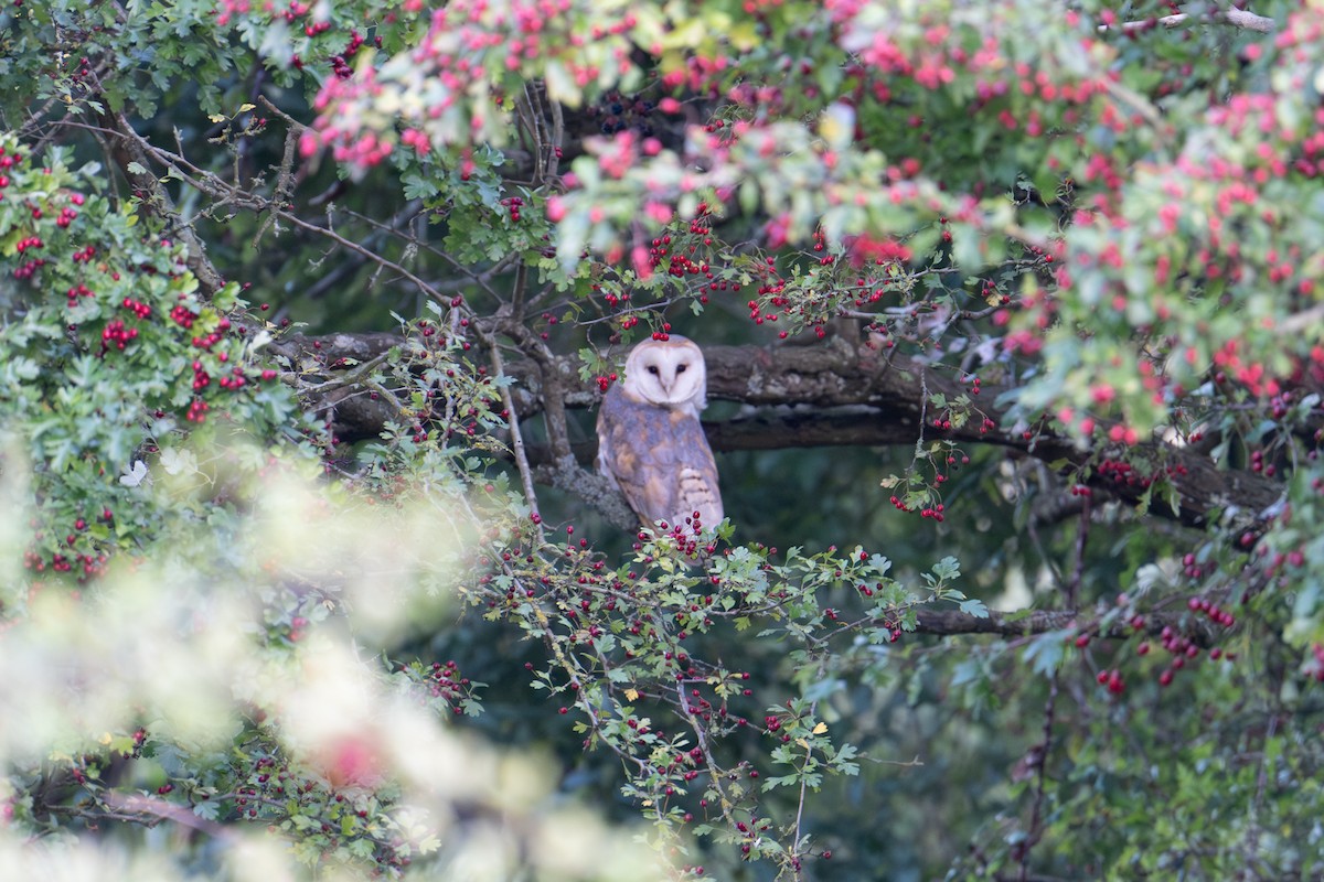 Western Barn Owl - ML642179927