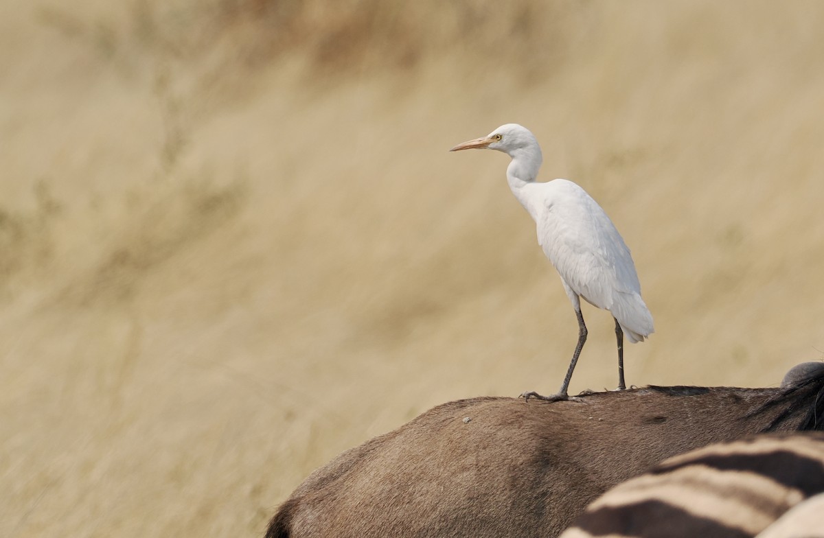 Western Cattle-Egret - ML642179929