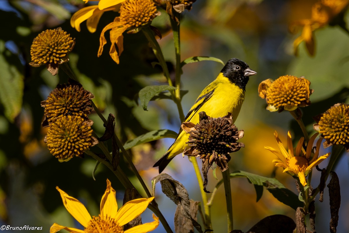 Hooded Siskin - ML642179932