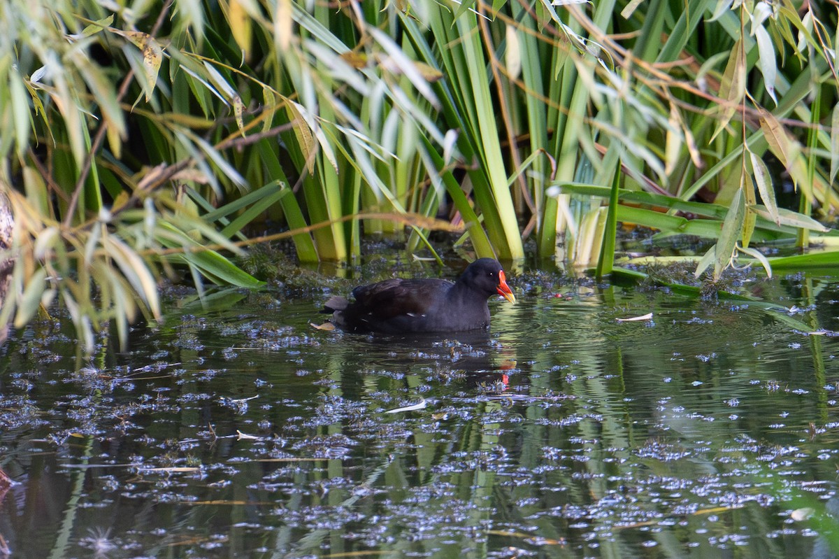 Eurasian Moorhen - ML642179933