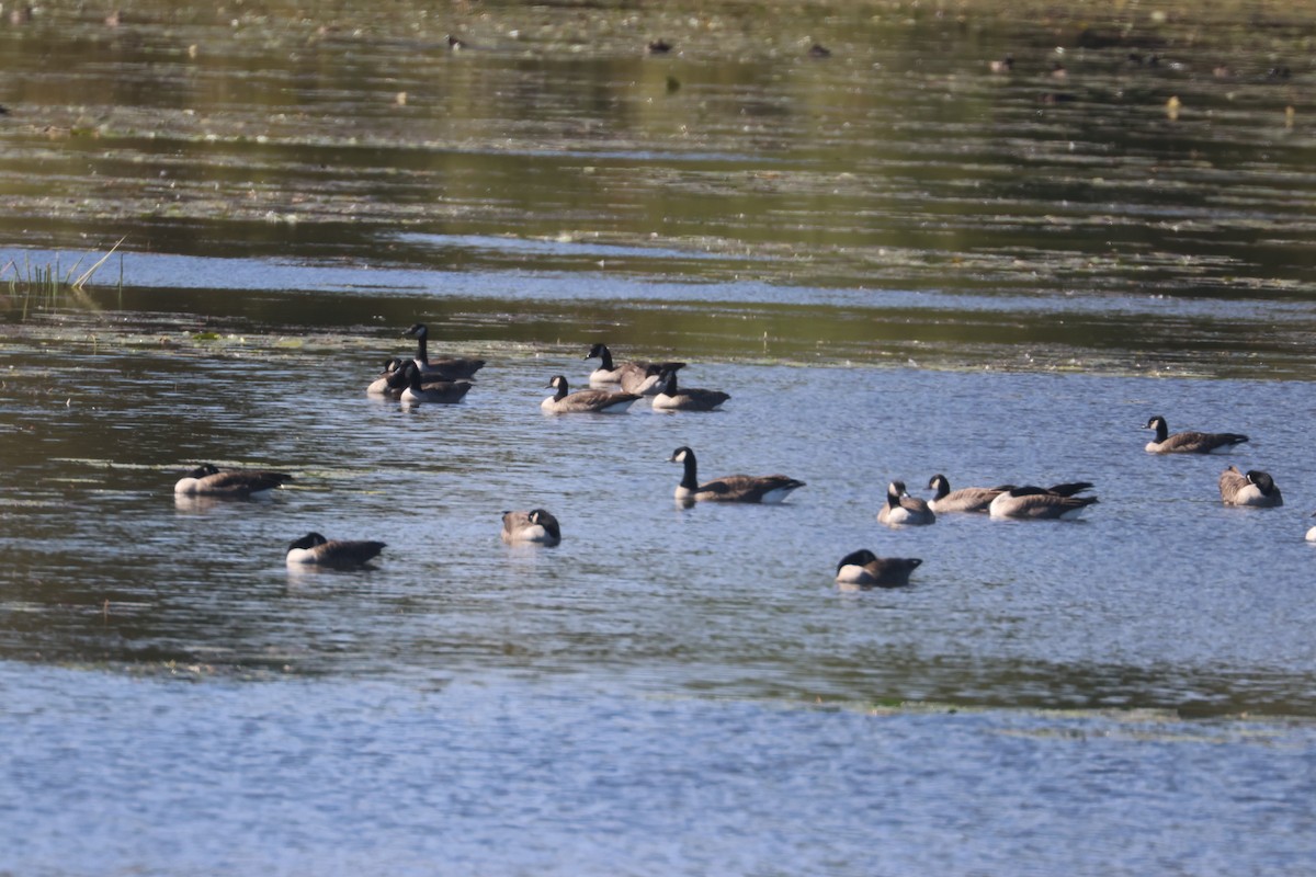 Canada Goose - ML642179935