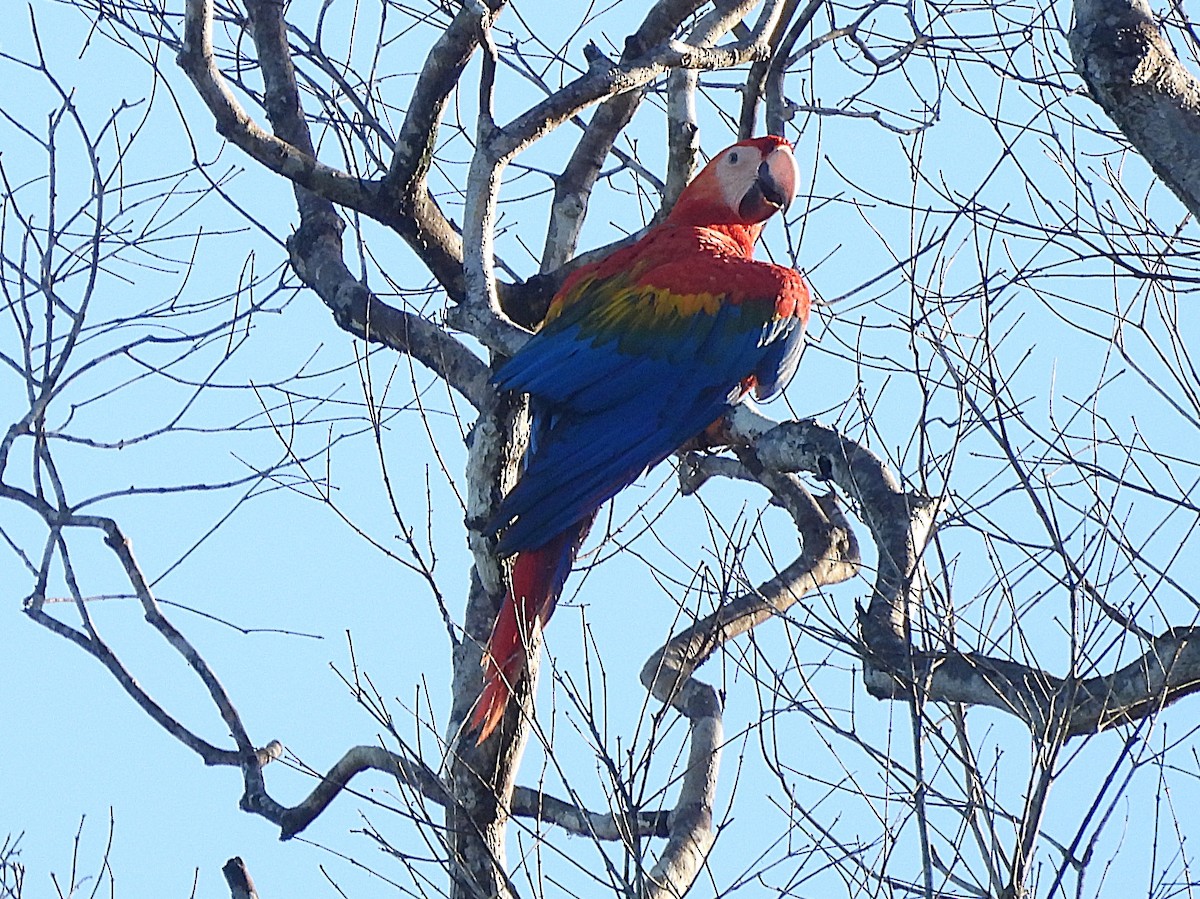 Scarlet Macaw - ML642179937