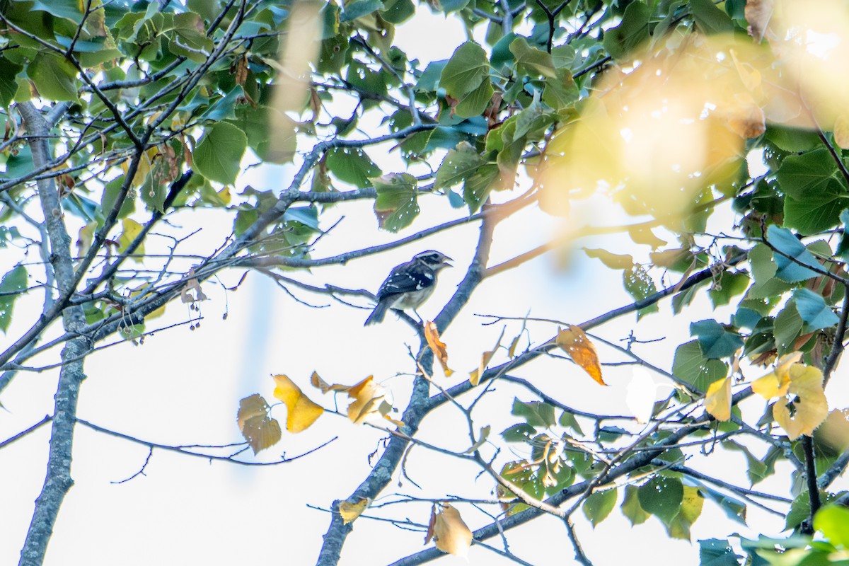 Rose-breasted Grosbeak - ML642179938