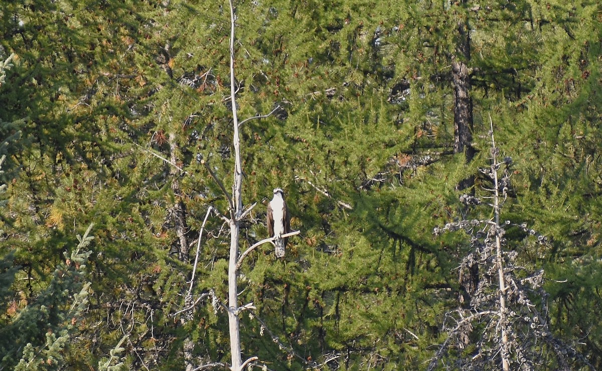 Osprey - ML642179939