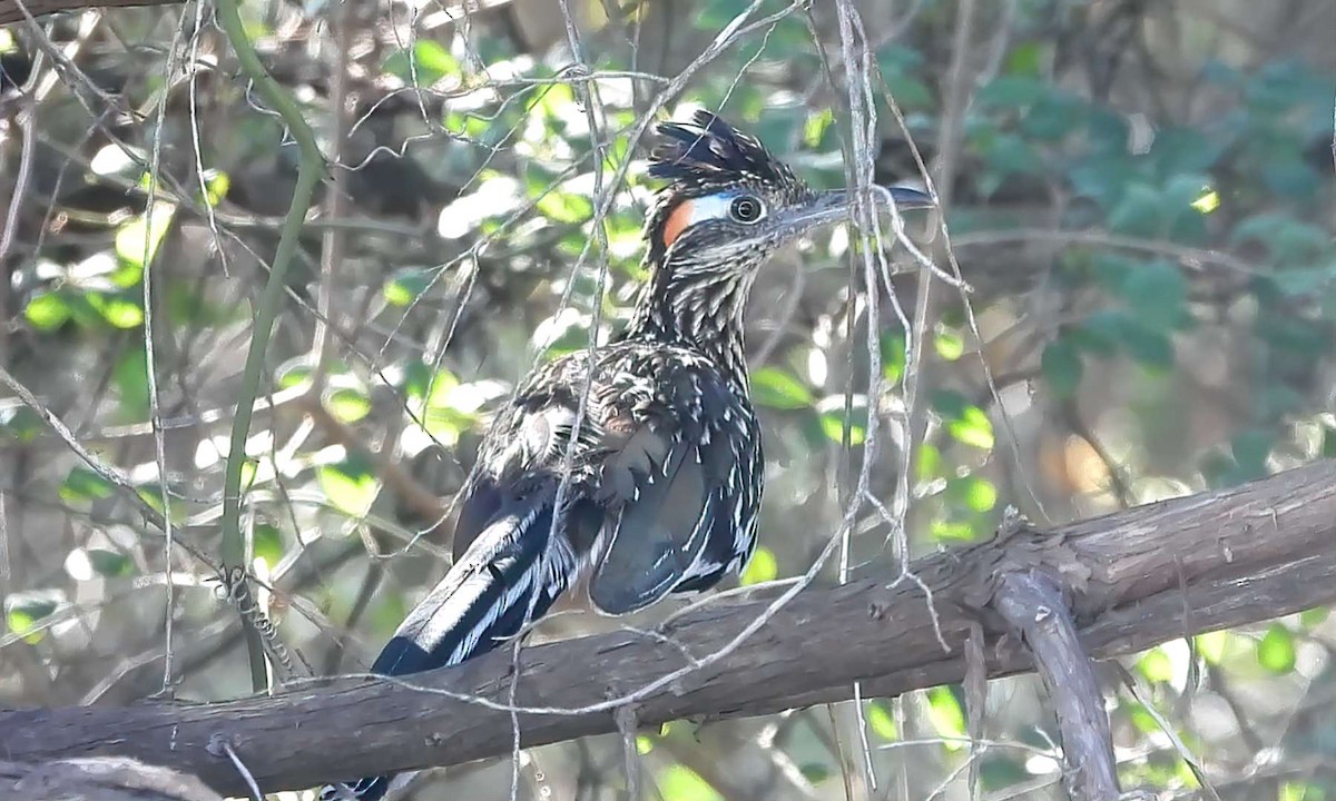 Greater Roadrunner - ML642179943