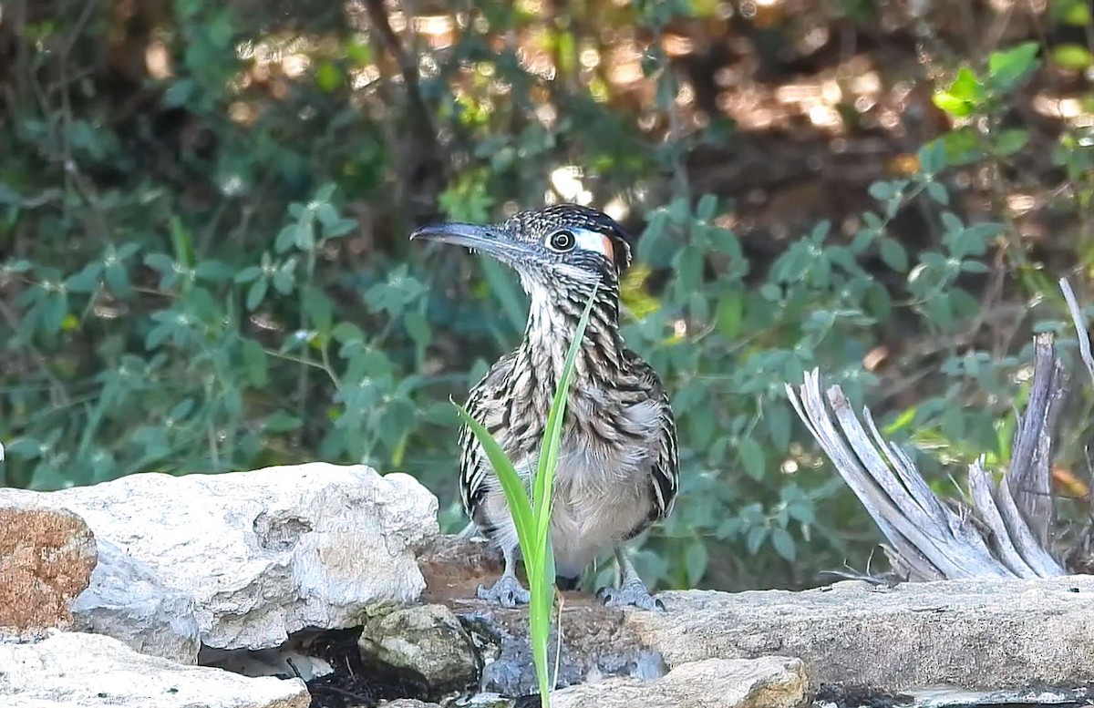 Greater Roadrunner - ML642179944