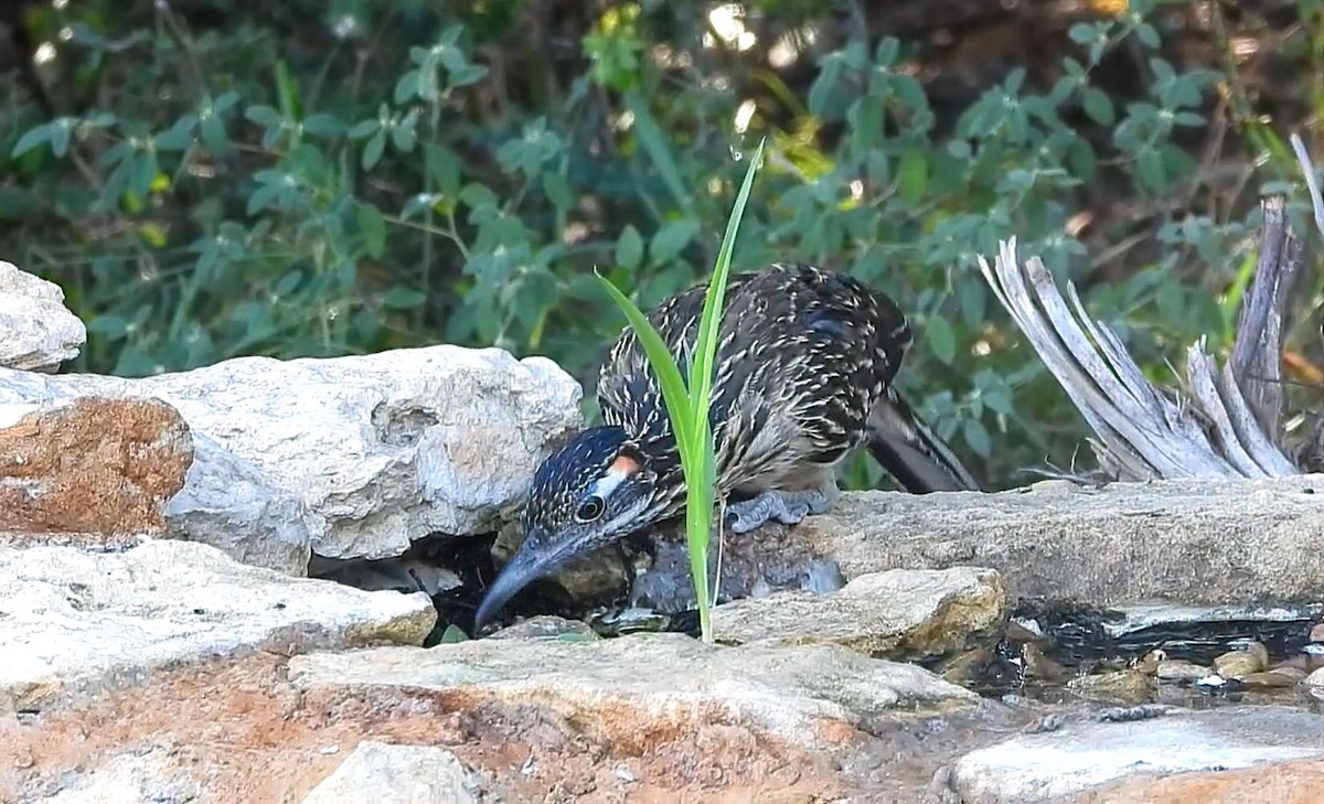 Greater Roadrunner - ML642179945