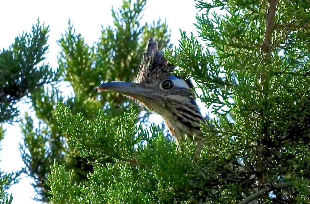 Greater Roadrunner - ML642179946