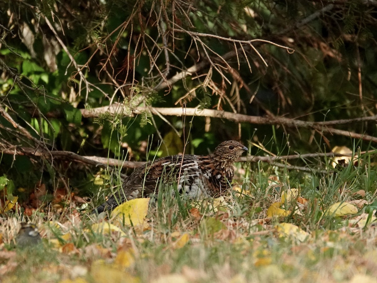 Ruffed Grouse - ML642179948